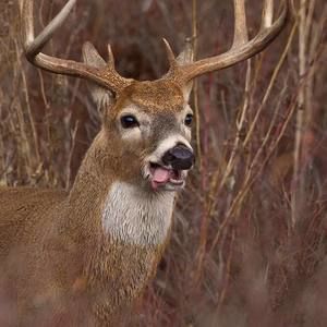 Meet your Posher, Tim